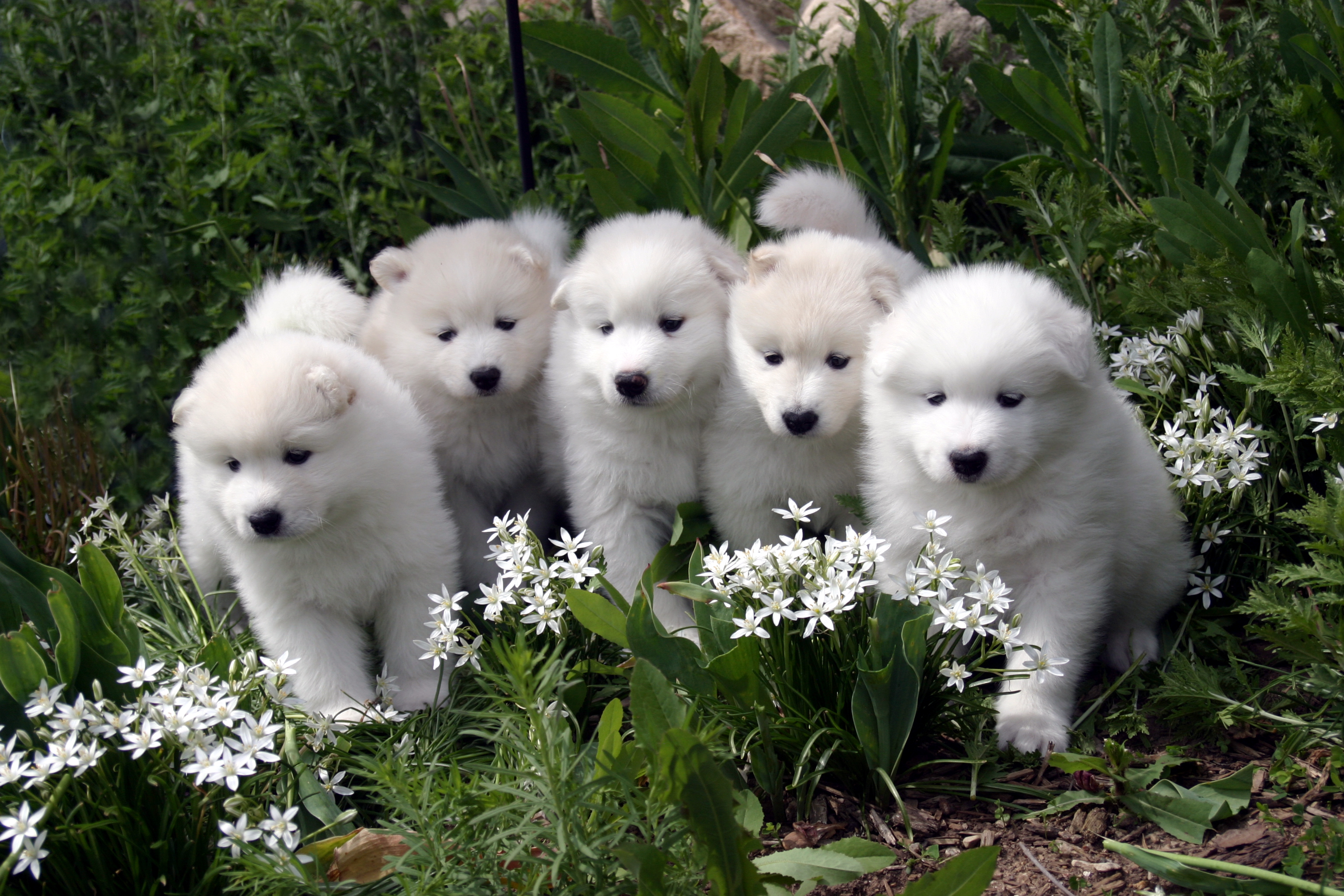 About the Samoyed Club of America Samoyed Club of America