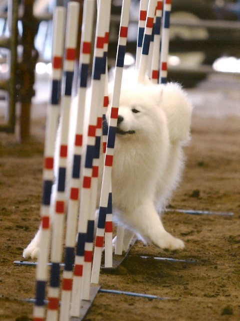 samoyed agility