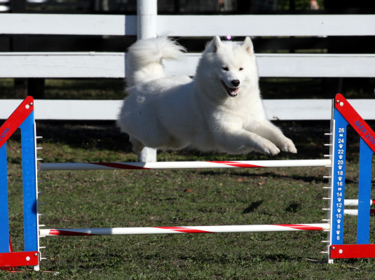 Samoyed Club of America