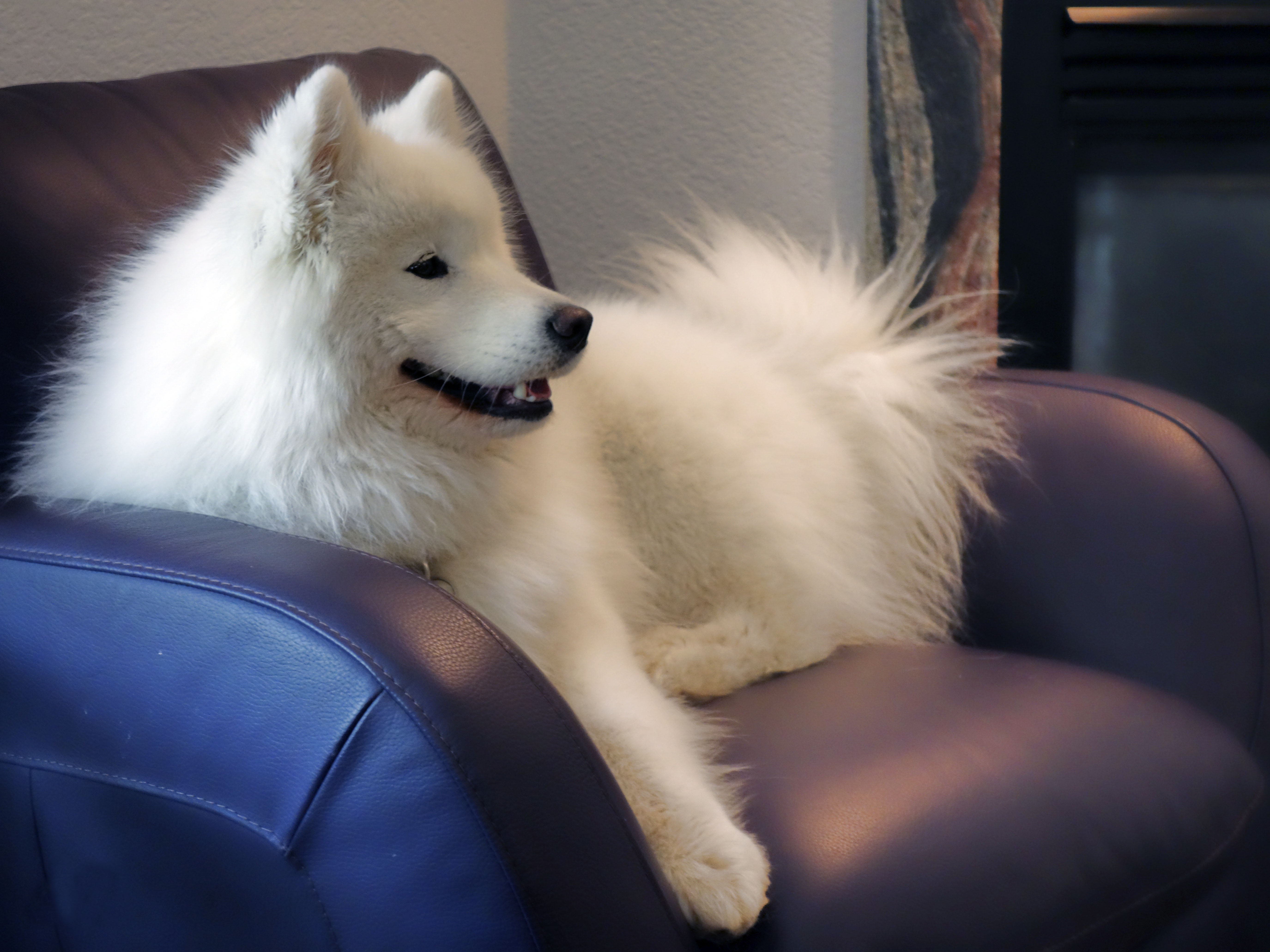 shaving samoyed