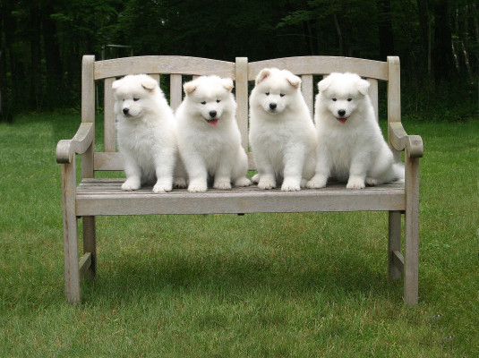 Samoyed Club of America