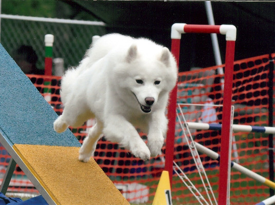 Samoyed Club of America