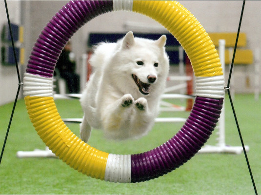 Samoyed Club of America