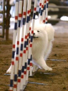 SCA-agility-website-4