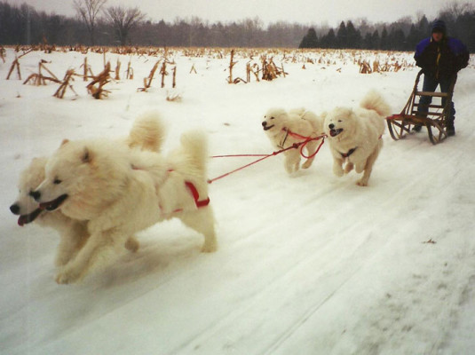 Samoyed Clube da América