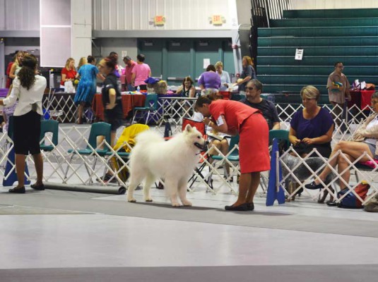 Samoyed Club of America