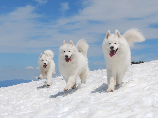 Samoyed Club of America