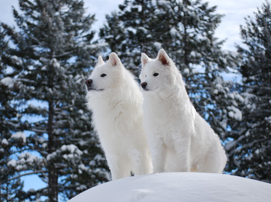 Two samoyeds on a snowbank