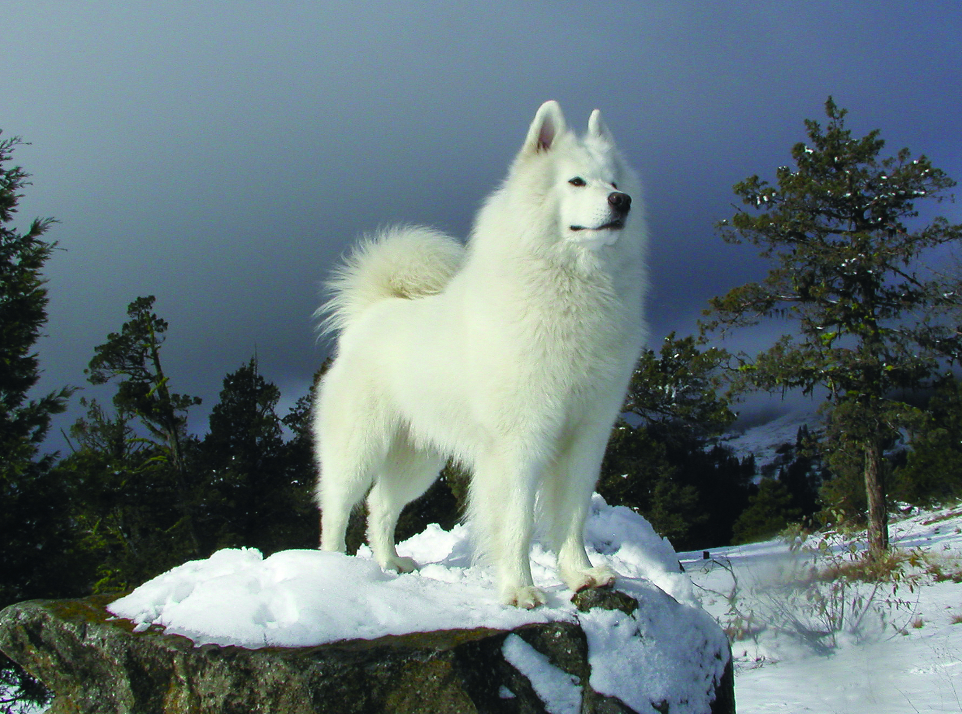 samoyed shedding