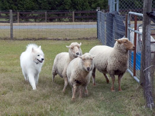 Samoyed herding sheep