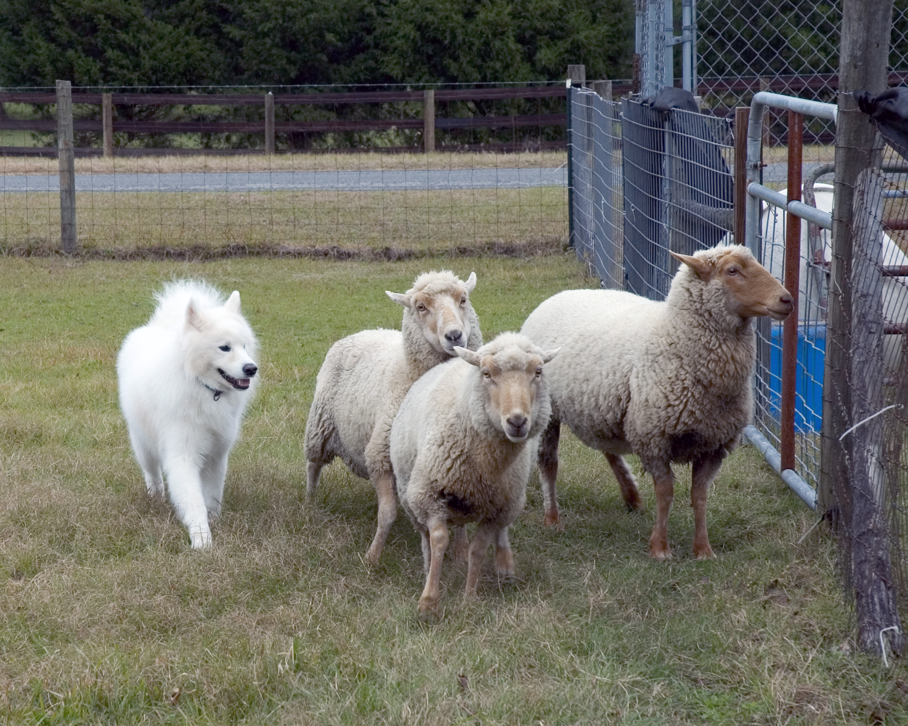 why do dogs herd sheep