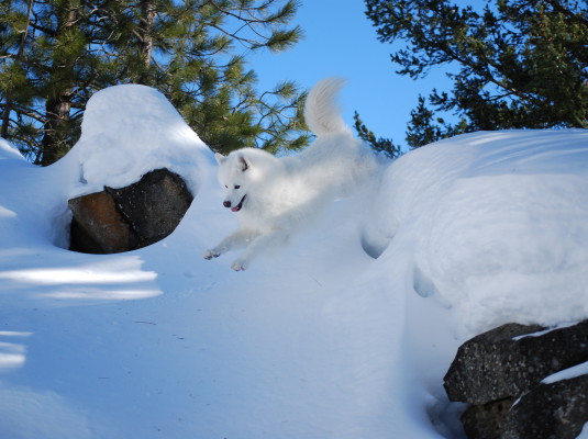 Samoyed leaping snowbank