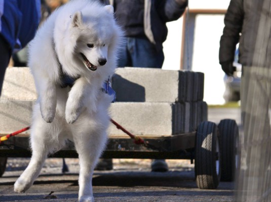 Samoyed weight pull