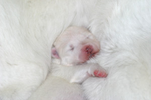 Samoyed Puppy
