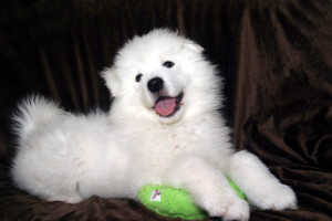 toy samoyed