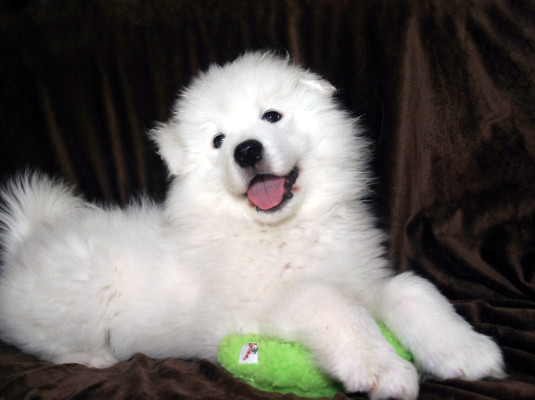 Samoyed puppy with chew toy