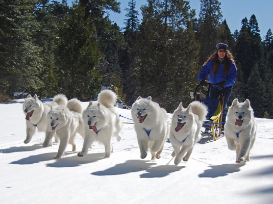 Samoyed sled team