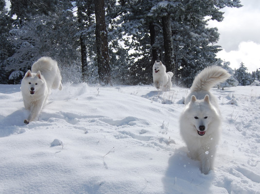 Samoyeds in the snow