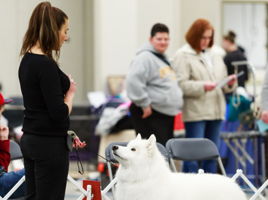 Samoyed Club of America